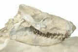 Fossil Oreodont (Merycoidodon) Skull with Associated Bones #232221-6